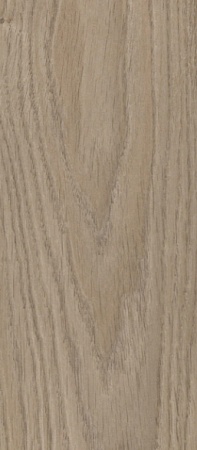 Дуб Восточный 8221